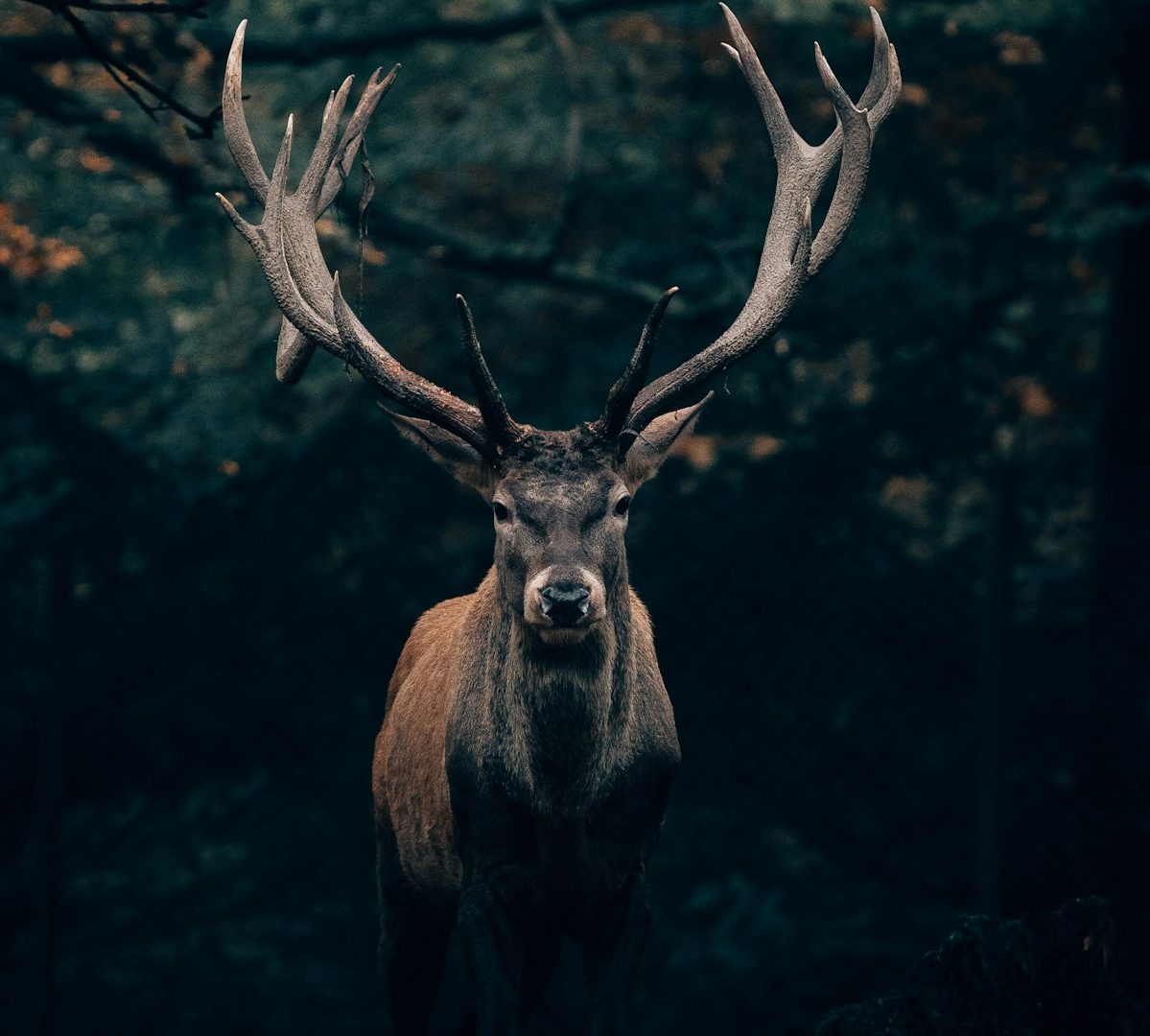 Symbolbild Stärke Ein majestätischer Hirsch mit großem Geweih im dunklen Wald.
