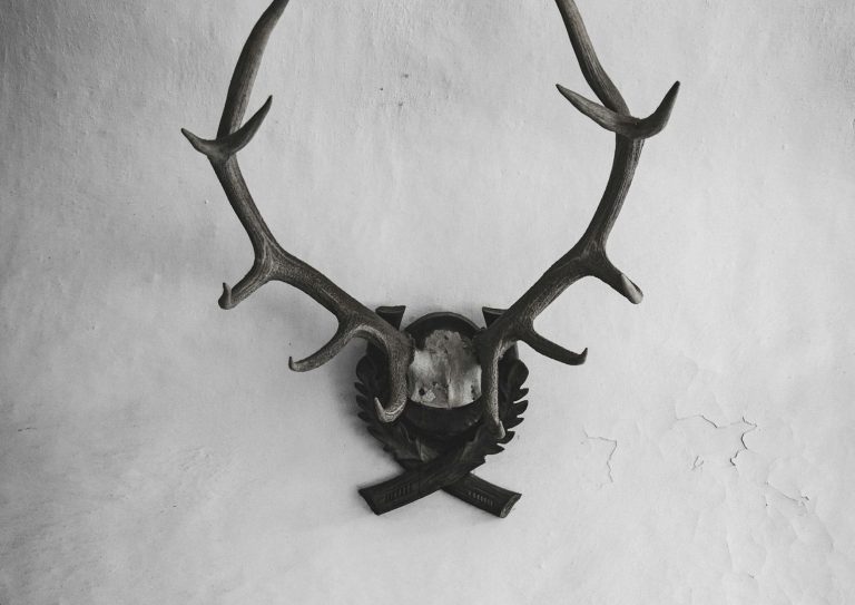 Jagdtrophäe Geweih auf einem schwarzen Schild an der Wand hängend.