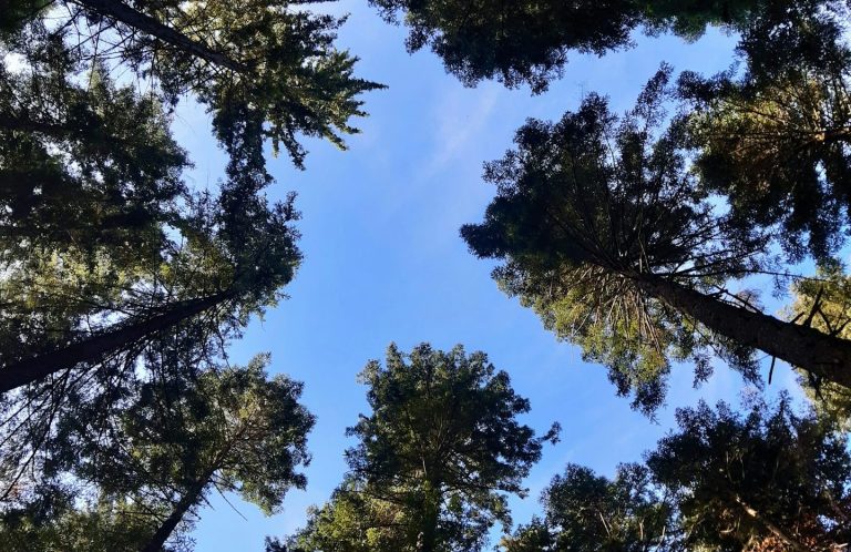 Blick nach oben durch hohe Bäume in einem klaren Himmel.